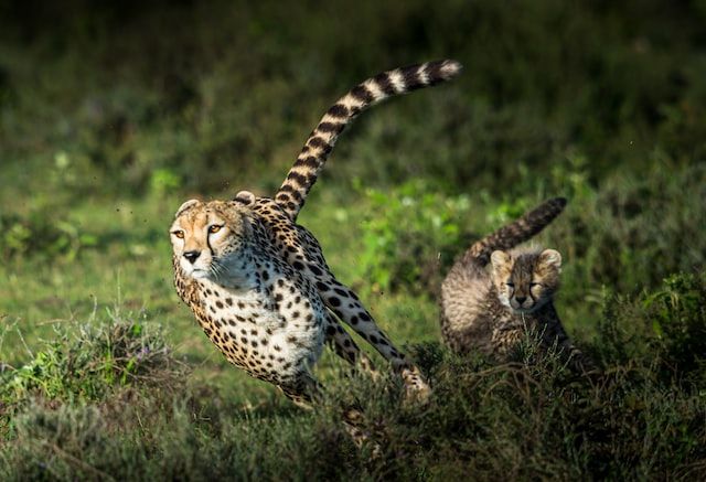 quick running cheetah