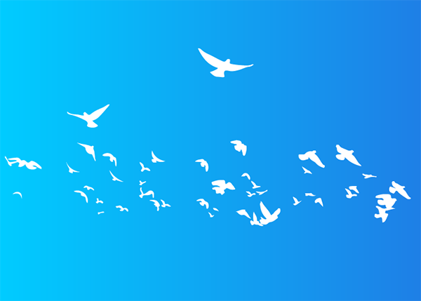 white birds migrating and flying in the sky