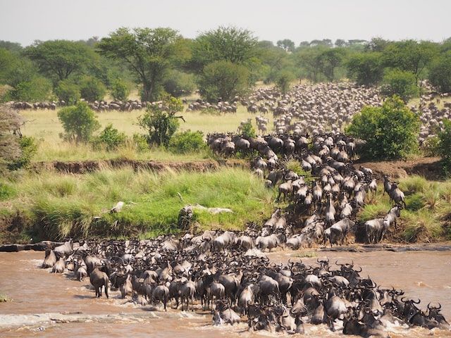 buffalo herd migration across a river